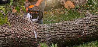 Best Tree Cabling and Bracing  in Tishomingo, OK