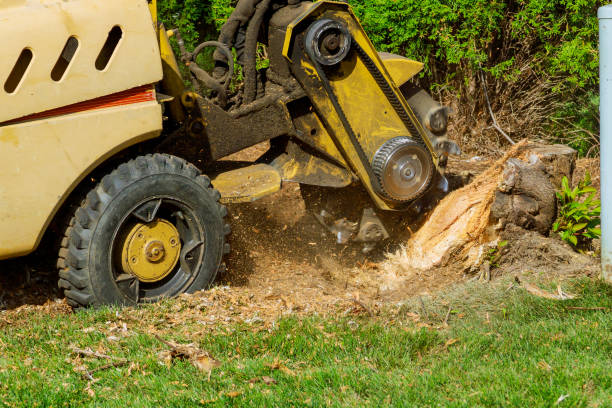 Best Lawn Watering Services  in Tishomingo, OK
