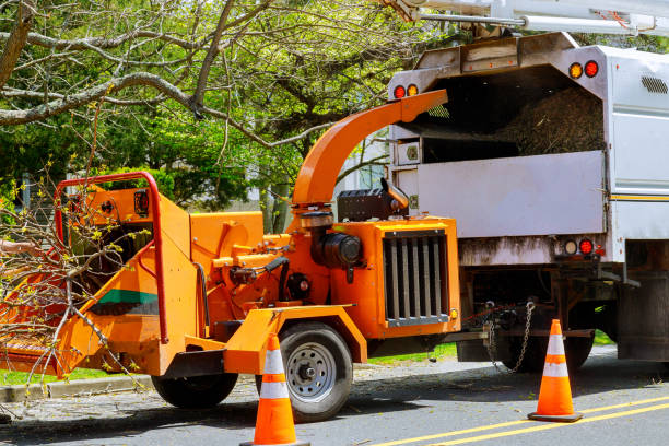 Trusted Tishomingo, OK Tree Services Experts
