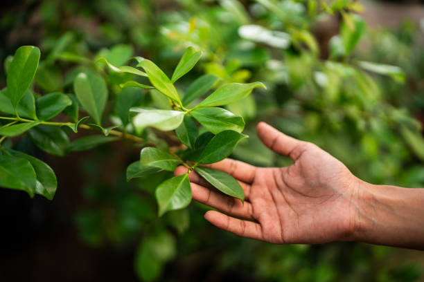 Best Fruit Tree Pruning  in Tishomingo, OK