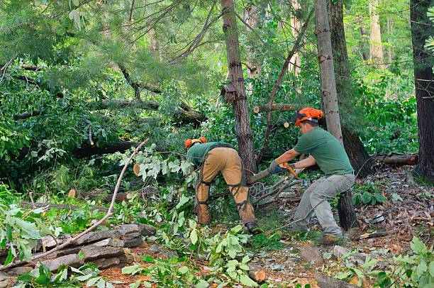 Best Tree Preservation Services  in Tishomingo, OK