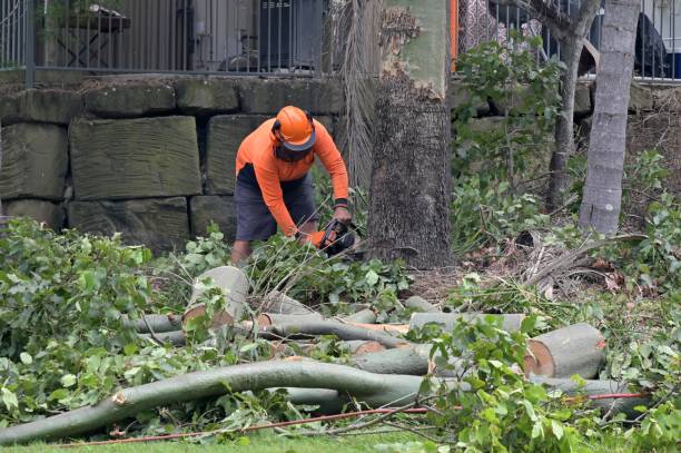 Best Arborist Consultation Services  in Tishomingo, OK