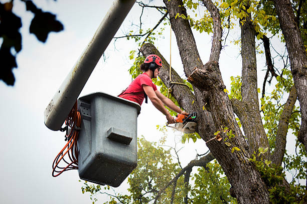 Best Tree Health Inspection  in Tishomingo, OK